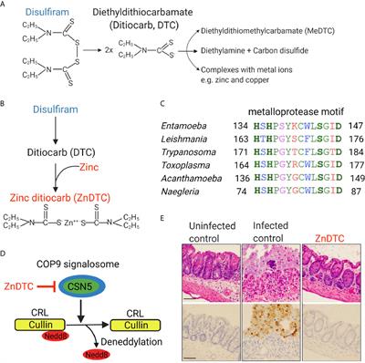 Drug Repurposing of the Alcohol Abuse Medication Disulfiram as an Anti-Parasitic Agent